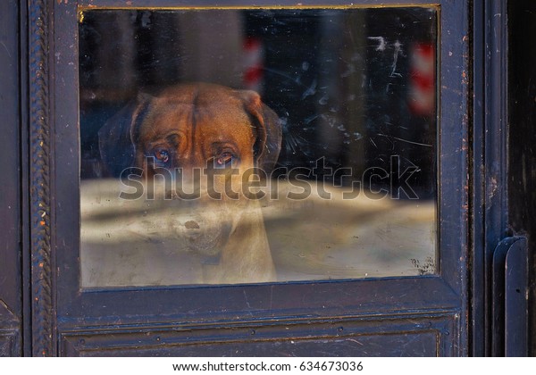 Dog behind\
glass