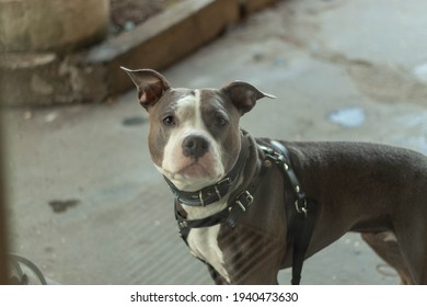 Dog Behind The Window In Cloudy Day