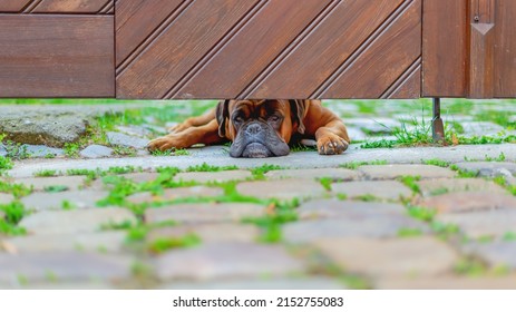 Dog Behind A Wooden Door