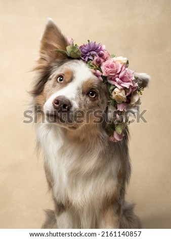 dog at beige background, fun border collie, dog with flowers, dog with circlet of flowers. High quality photo