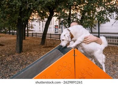 Dog being guided by a handler on an obstacle course as it attempts to climb a ramp with a treat at the top. The scene captures focus and encouragement in an outdoor setting. - Powered by Shutterstock - Get 15% off with code: PIKWIZARD15