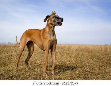 Dog Being Silly With Yellow Ball On Head