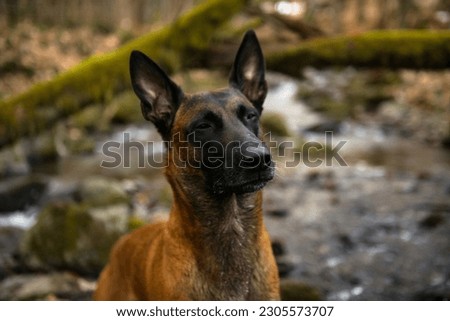 Dog Belgian Shepherd Malinois walks in the forest