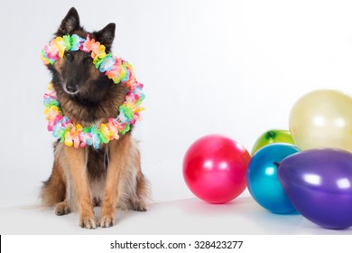 Dog, Belgian Shepherd Tervuren, with colored balloons and garlands