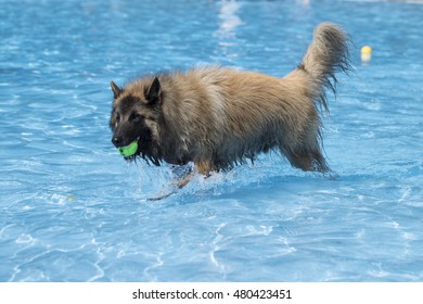 Dog, Belgian Shepherd Tervuren, fetching tennis ball in swimming pool, blue water