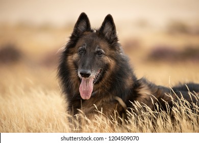 Dog, Belgian Shepherd Tervuren, head photo, looking in lens