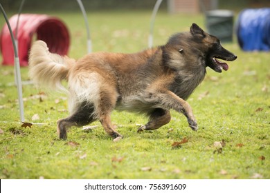 Dog, Belgian Shepherd Tervuren, running in agility competition