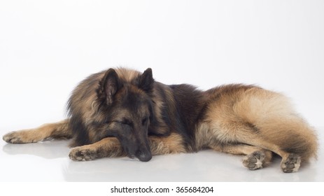 Dog, Belgian Shepherd Tervuren, Sleeping, Isolated On White Background