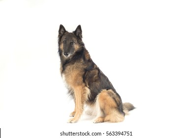 Dog, Belgian Shepherd Tervuren, white studio background