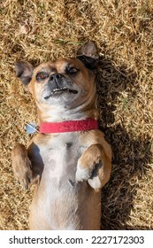 Dog Belly Up Looking At The Sky