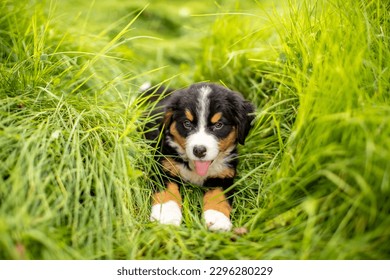 Dog Bernese Mountain Dog puppy lies in the grass. Pet walk in the park. Animal protection concept with copy space for text. - Shutterstock ID 2296280229