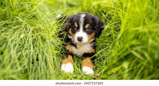 Dog Bernese Mountain Dog puppy lies in the grass. Pet walk in the park. Animal protection concept with copy space for text. - Powered by Shutterstock