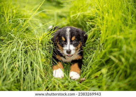Dog Bernese Mountain Dog puppy lies in the grass. Pet walk in the park. Animal protection concept with copy space for text.
