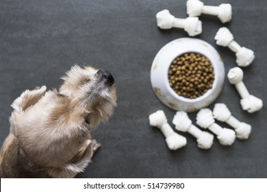 Dog Besides A Bowl Of Kibble Food, Top View