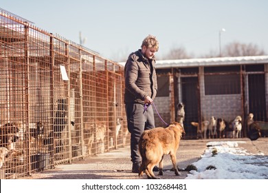 The Dog Is The Best Friend Of Man, A Person Adopts A Dog From The Shelter, The Man Takes Home The Dog From The Animal Shelter, 
Dogs Are Waiting To Be Adopted, The Brown Dog Is Loyal
