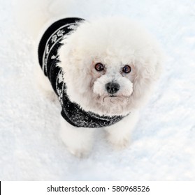 Dog Bichon Frise In A Black Vest On Snow. Focus On A Muzzle. Direct Look.