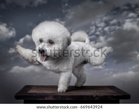 A dog, Bichon Frise, stretches its front right and back left feet with its mouth open and tongue out, Utility Cut. Background - grey clouds.
