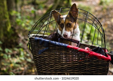 Dog in the bicycle 