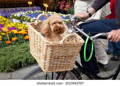 Dog in Bicycle basket