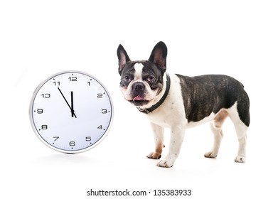 Dog with big clock over white background