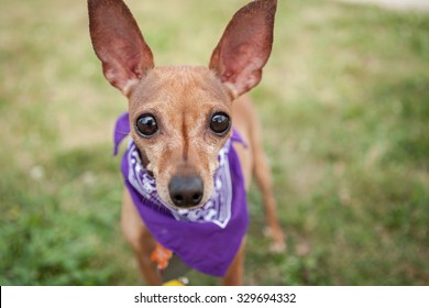 Dog With Big Ears And Eyes Looking At The Camera
