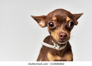 353,603 Canin Eyes Images, Stock Photos & Vectors | Shutterstock