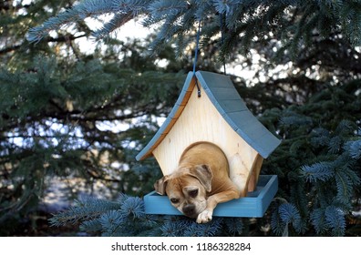 dog in birdhouse