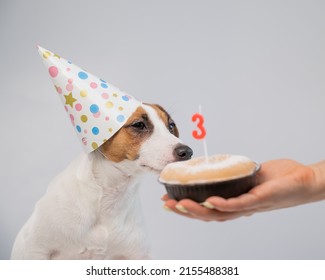 Dog In A Birthday Hat On A White Background. A Woman Holds Out A Jack Russell Terrier A Cake With A Candle In The Shape Of The Number Three