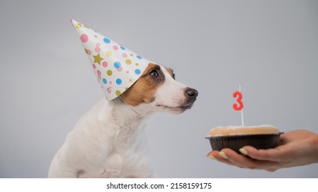 Dog In A Birthday Hat On A White Background. A Woman Holds Out A Jack Russell Terrier A Cake With A Candle In The Shape Of The Number Three