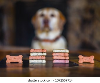 Dog Biscuits Treats In Bone Shape Stacked In The Foreground, With Patient Well-trained, Obedient Dog (yellow Labrador Retriever) Waiting In The Background.  Dog Training Concept Sit, Stay, Leave It.