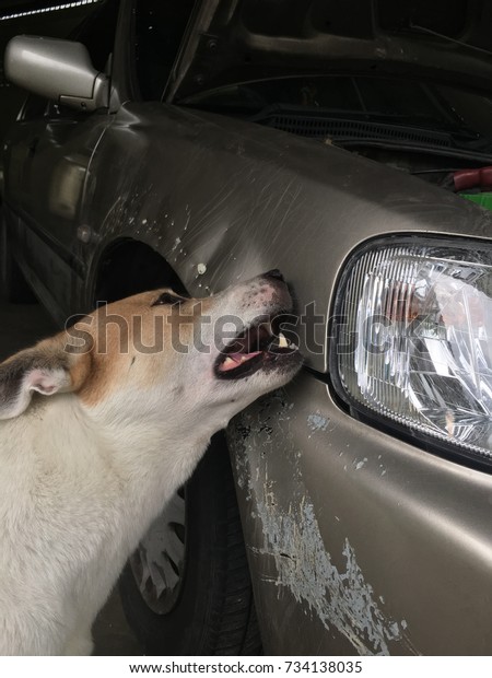 A Dog bite a\
car.