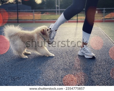 A dog bites a girl by her tights. Woman's feet in white sneakers. Cropped view of feet. Pedigree dog on a walk with the owner. Dog breed German Pomeranian Spitz. A puppy of white color.
