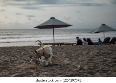 A dog biting another dog on the beach