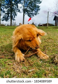 Dog Biting A Branch. Chilean Flag In The Back 