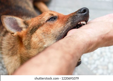 
Dog Is Biting His Ankle.Brown Dog.