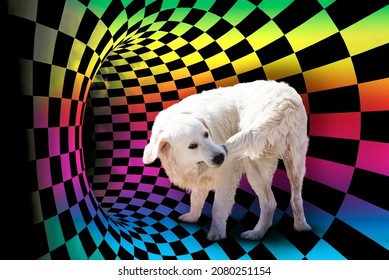 Dog biting his tail against entrance to surreal colorful tunnel.