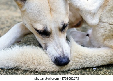 Dog Biting His Tail, Close Up.