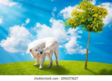Dog biting his tail over green meadow against blue sky with clouds near tree  in sun rays