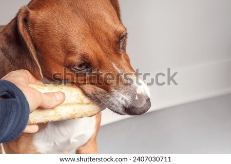 Dog biting on chew bone while pet owner tried to take it away. Puppy dog resource guarding problems, drop it or release command, aggressive behaviour. Female Harrier mix dog. Selective focus.