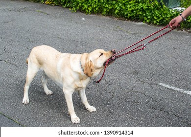 Dog Biting And Pulling On The Leash