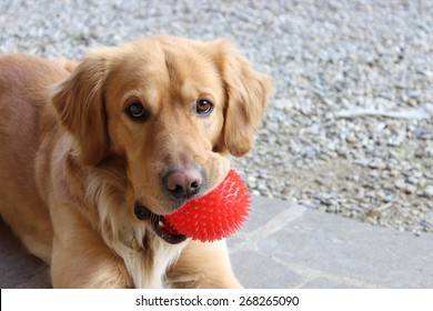 red ball for dogs