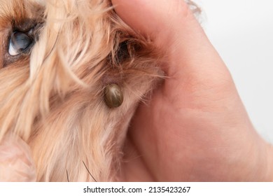 Dog Was Bitten By A Tick. At The Vet's Appointment. We Remove The Large Tick From The Dog. Human Hands Remove The Tick With The Hook Of The Dog.