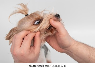 Dog Was Bitten By A Tick. At The Vet's Appointment. We Remove The Large Tick From The Dog. Human Hands Remove The Tick With The Hook Of The Dog.