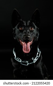 Dog Black Blackdog Germanshepherd Germanshepherddog