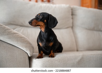 Teckel negro y marrón de perro, siéntese en el sofá mirando una dirección