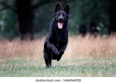 Dog Black German Shepherd Jumping On The Grass