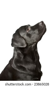 The Dog Black Labrador Looks Upwards. Isolated On White