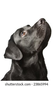 The Dog Black Labrador Looks Upwards. Isolated On White