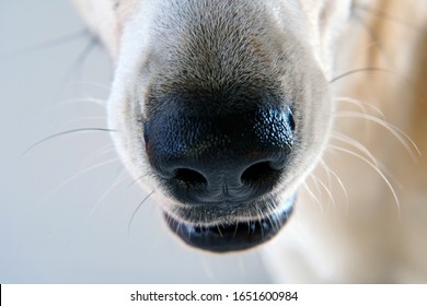 Dog Black Nose, Close Up.