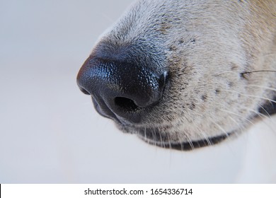 Dog Black Nose, Close Up.